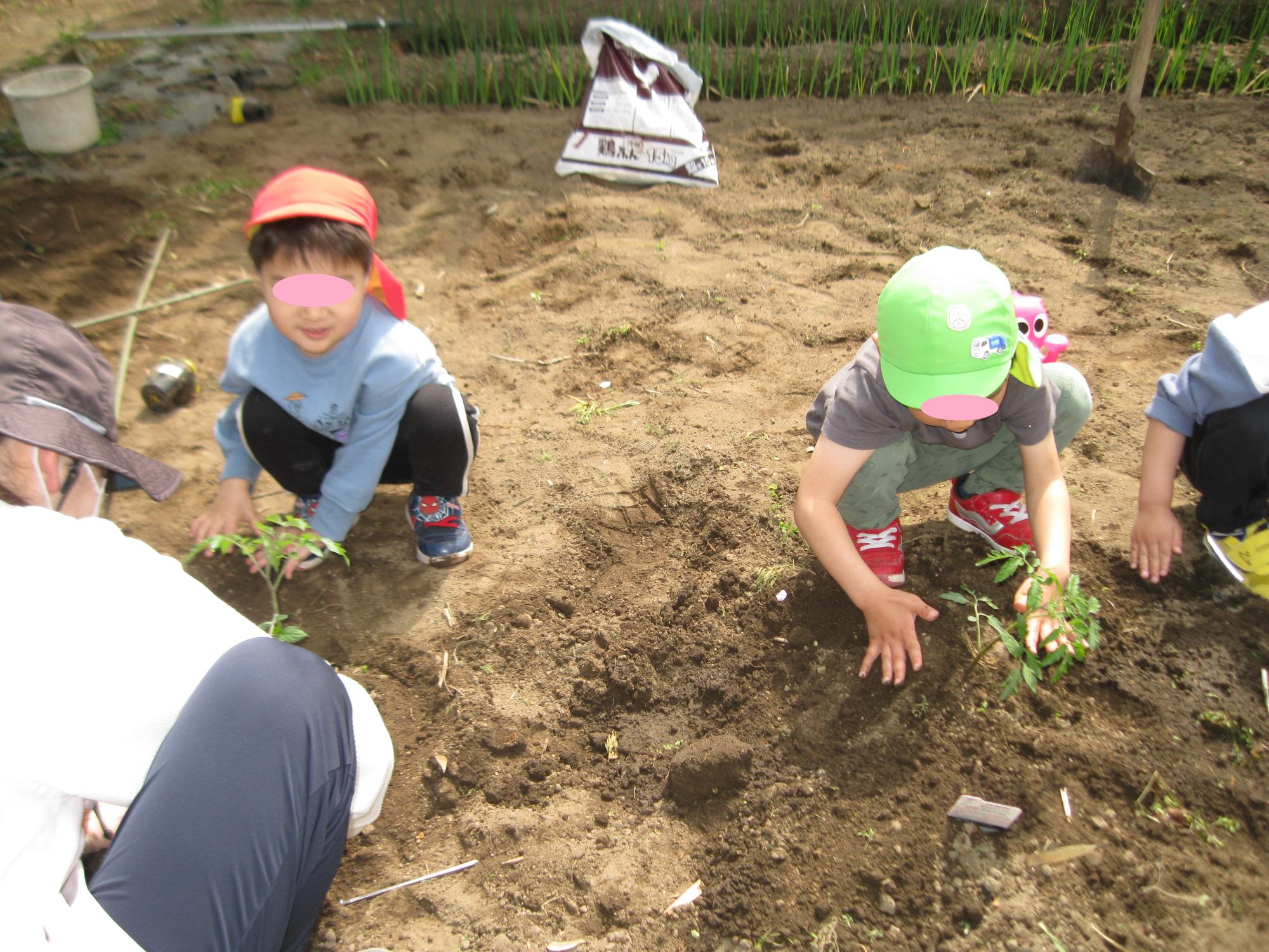 子どもたちが夏野菜の苗を植えているところです。