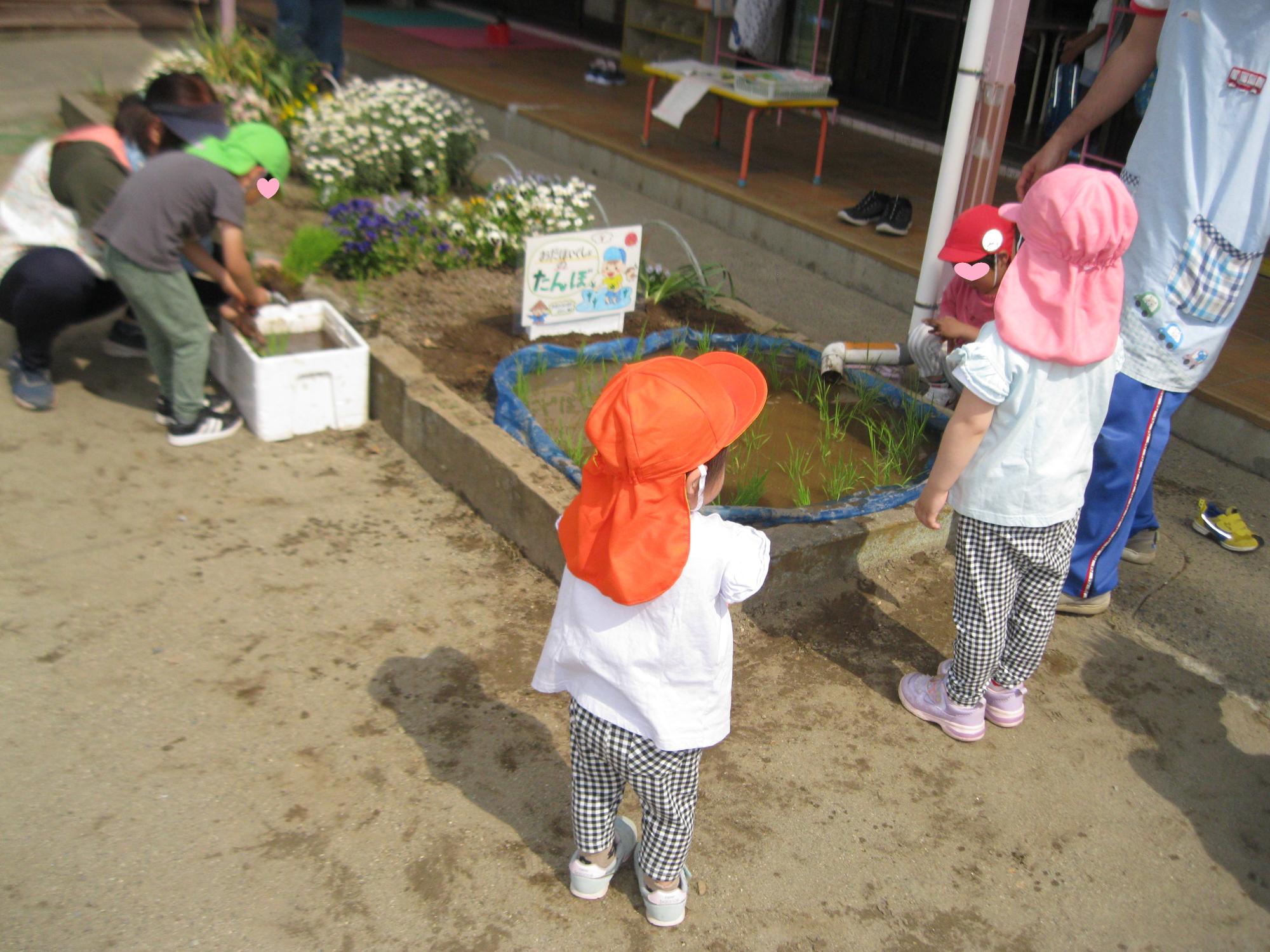保育所の庭に作った小さな田んぼに稲を植えているところです。