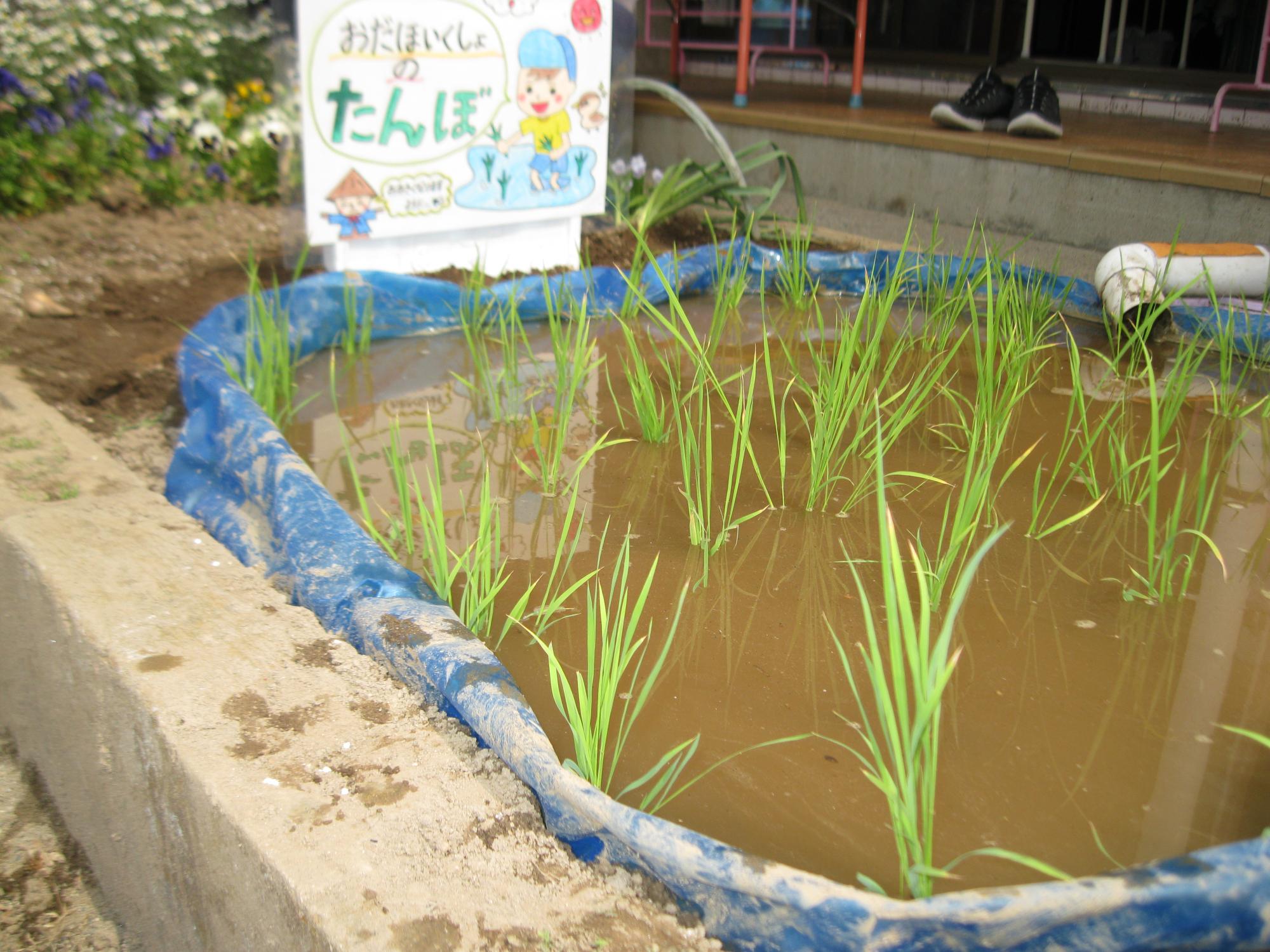 子どもたちが田植えをした小さな田んぼの写真です。