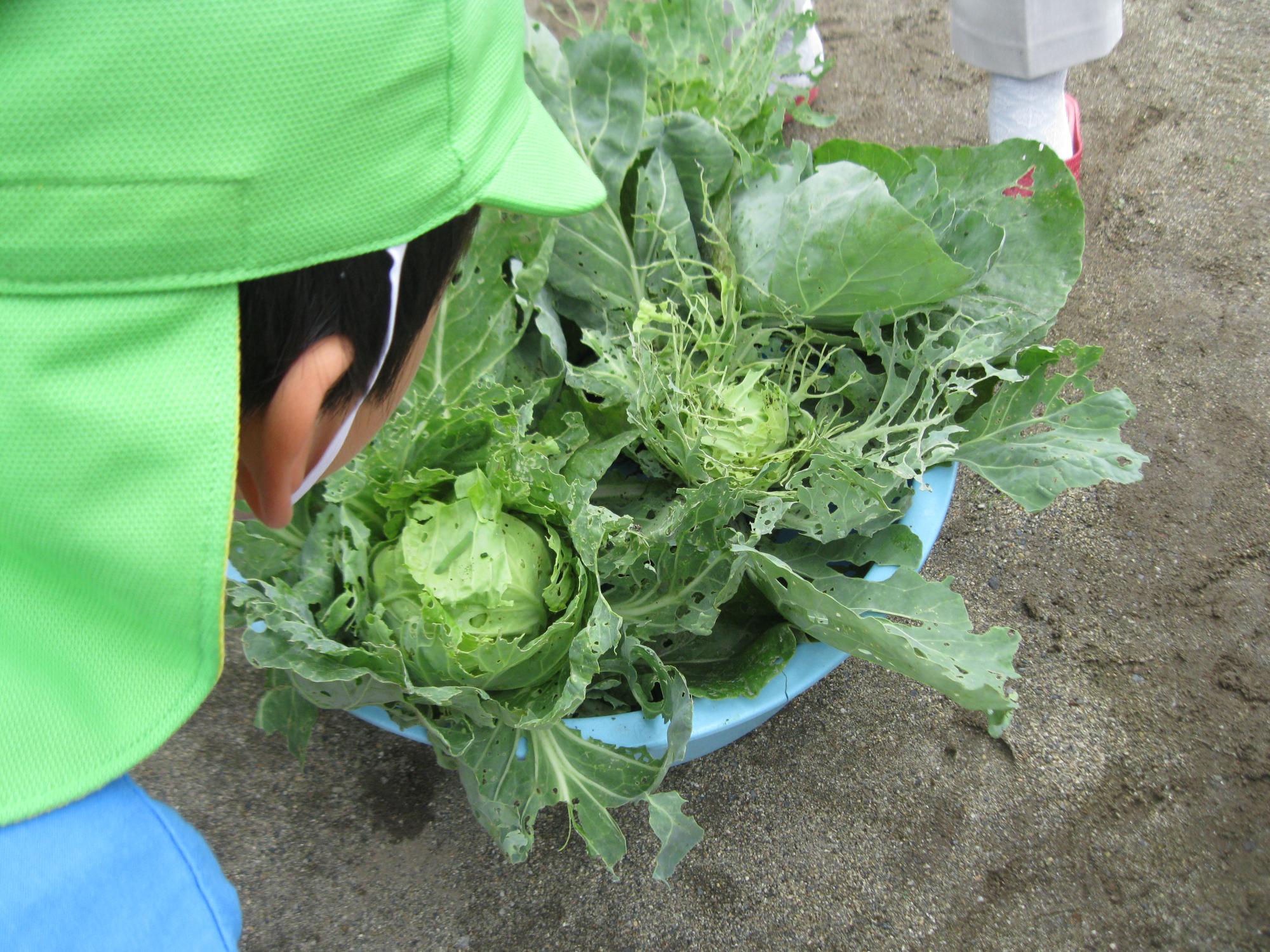 キャベツが青虫に食べられて、穴だらけになっている写真です。