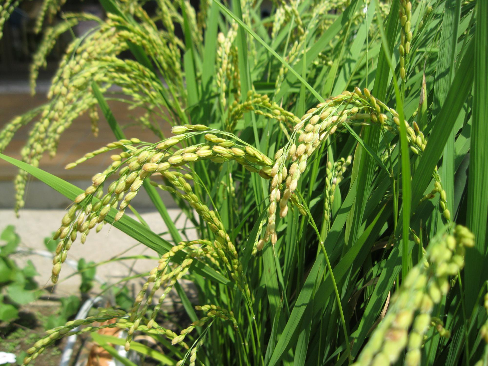 稲穂のお米が膨らんできたところです。