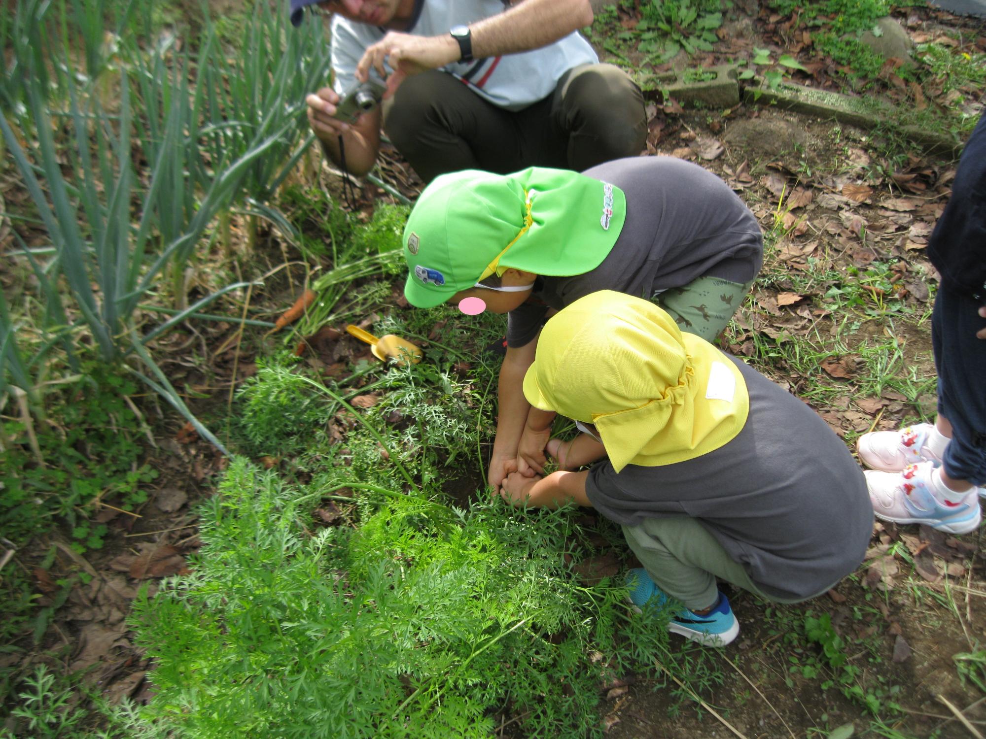 人参の収穫をしているところです