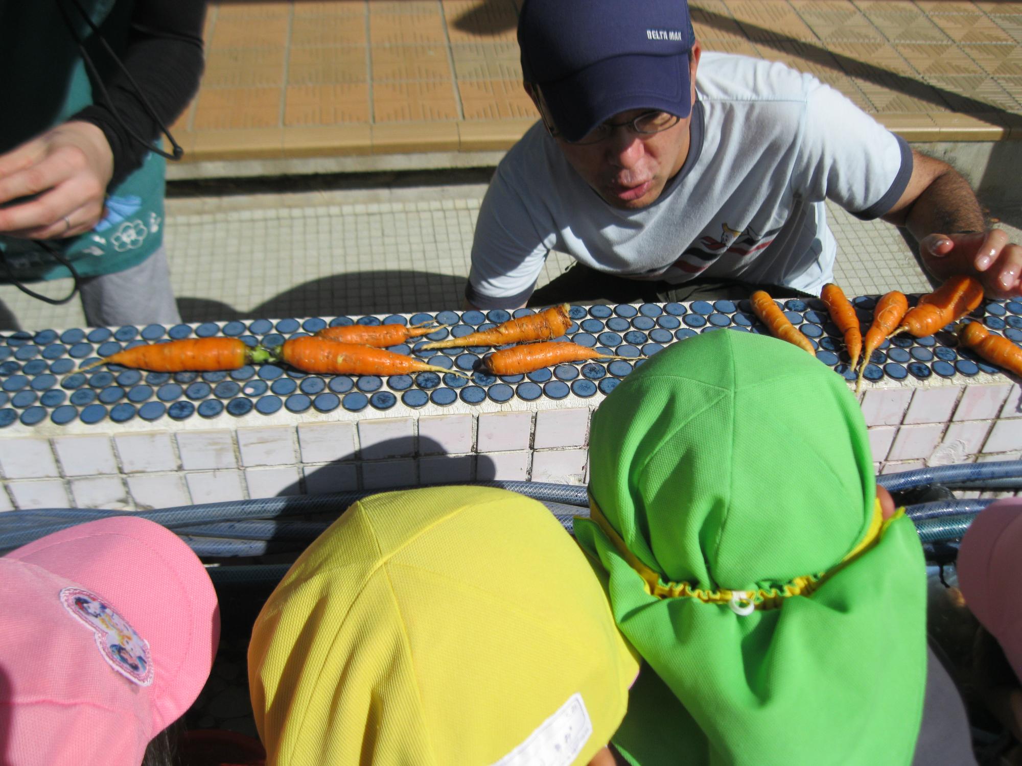 たくさん採れた人参の写真です。