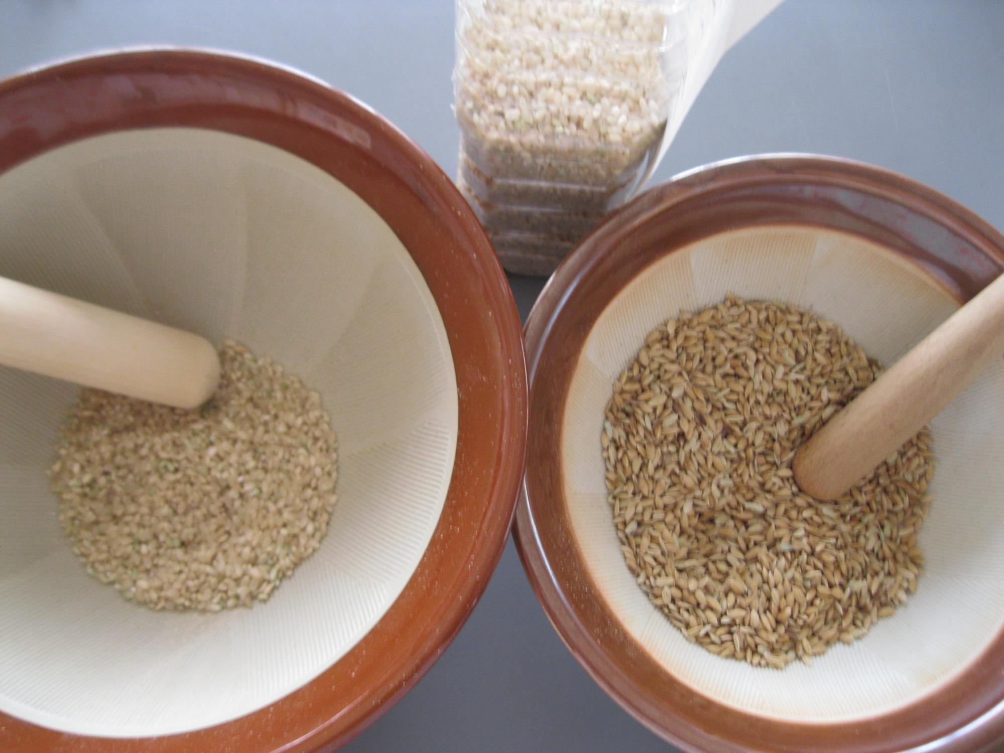 もみすりする前と、もみすりした後のお米の写真です。