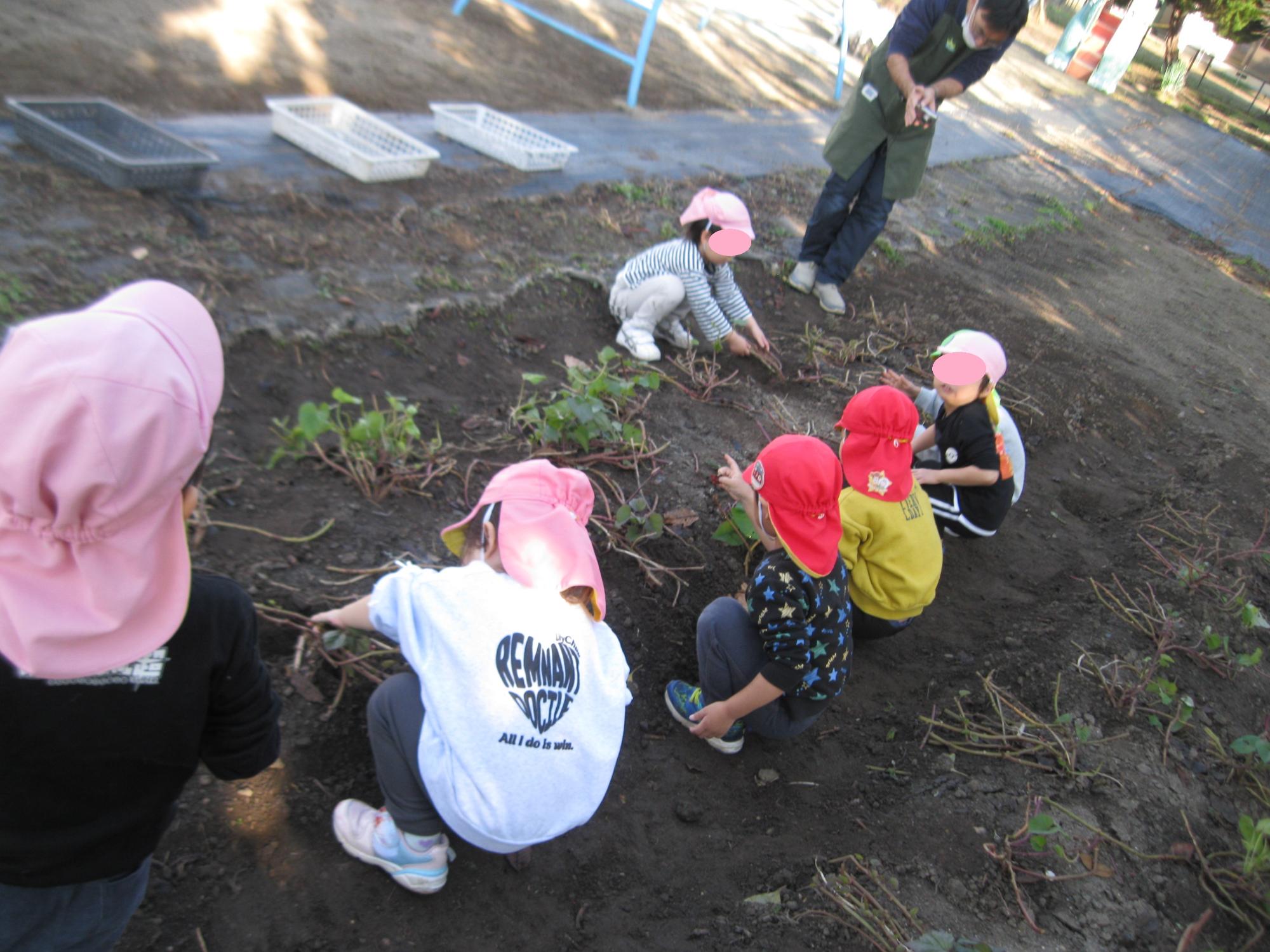 芋ほりをしているところです
