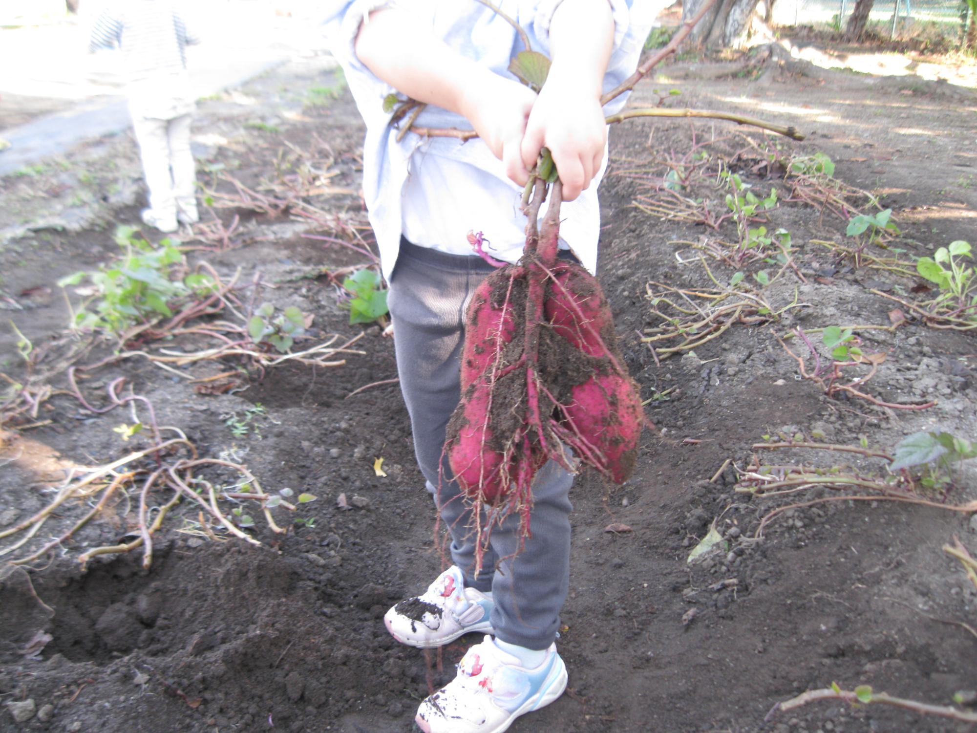 さつまいもが抜けたところです
