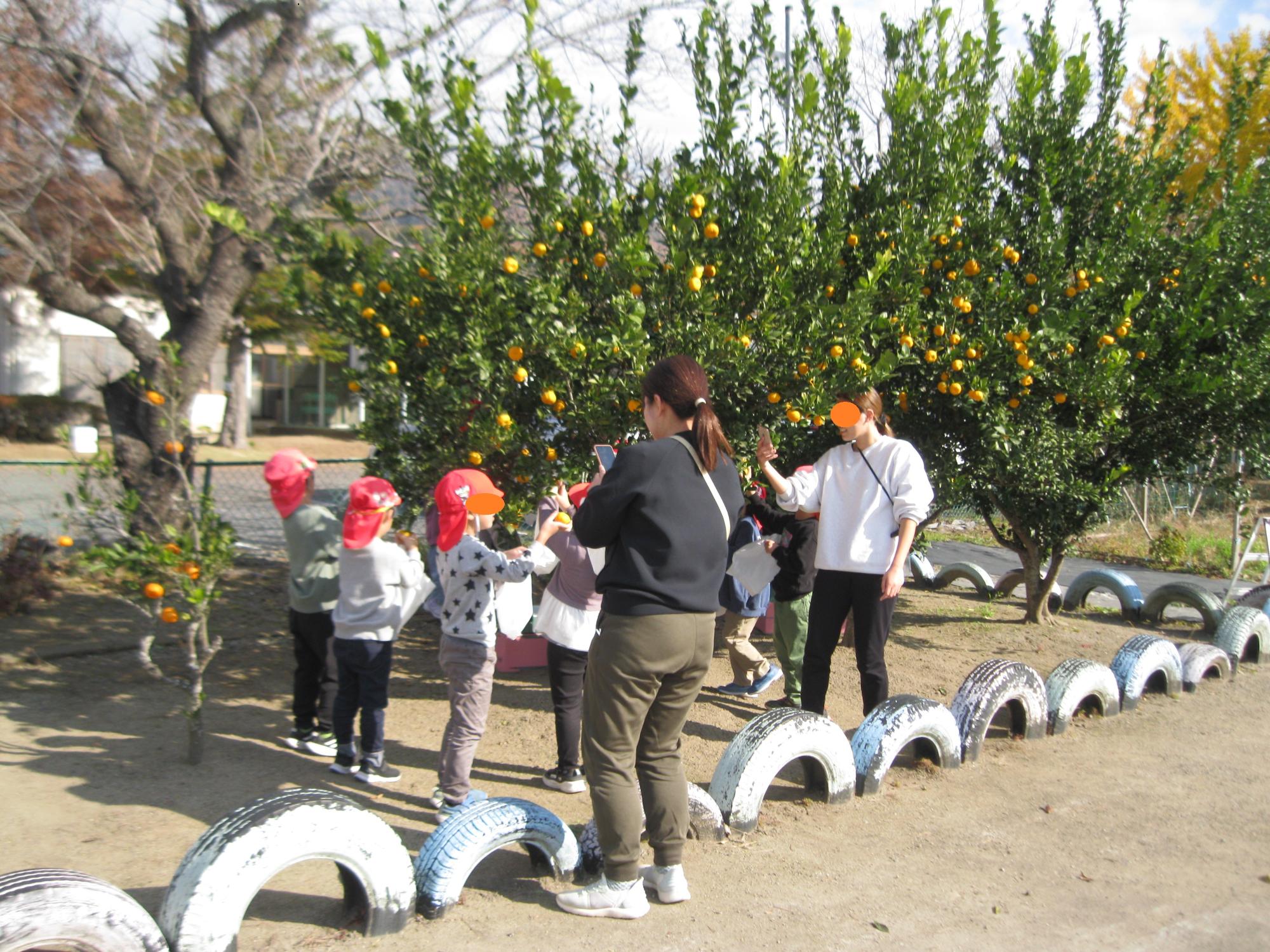 子どもがみかん狩りをしています。