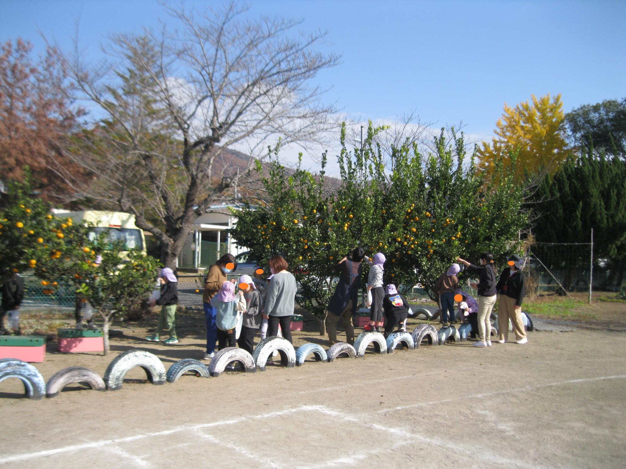 子どもがみかん狩りをしています。