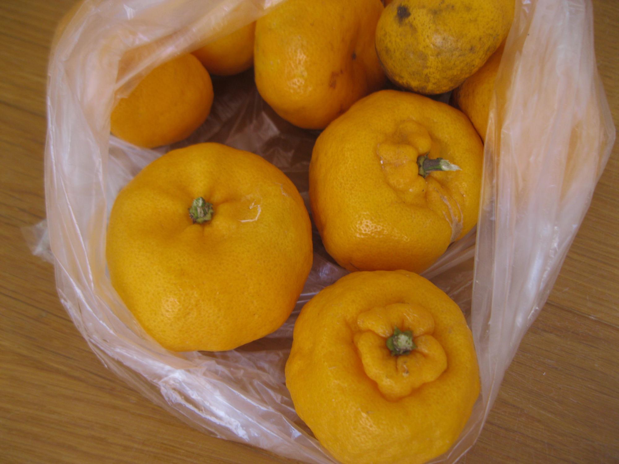 おいしそうな福来みかんがうっています。