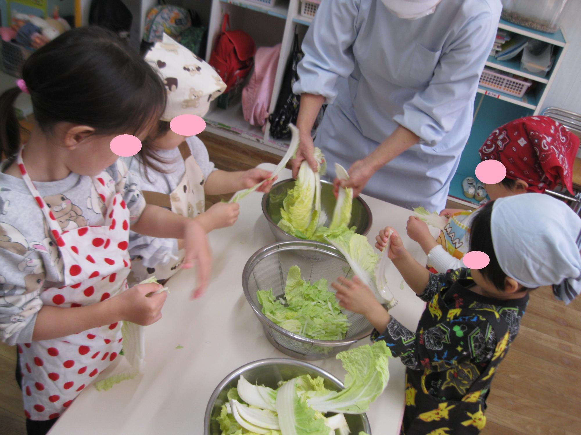 白菜をちぎっているところです