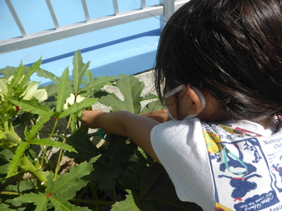 葉っぱをかき分けて野菜を採取している女の子の写真