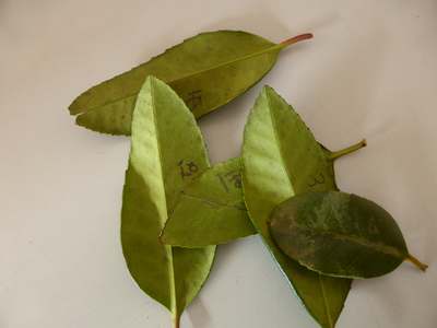 葉っぱの裏に文字が書かれている5枚のタラヨウの葉の写真