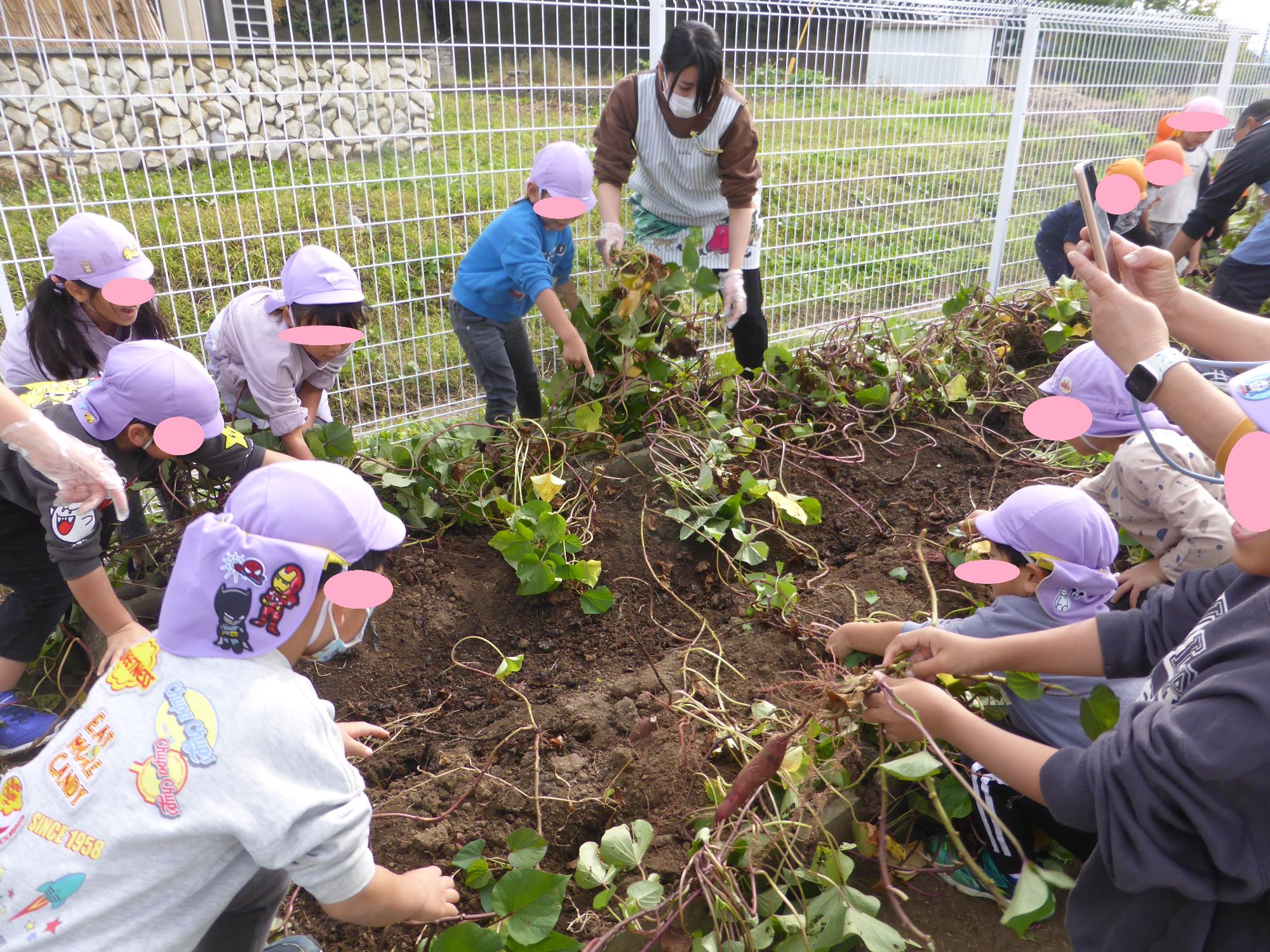 子どもたちがさつまいも掘りをしています。大きなさつまいもを探しています。