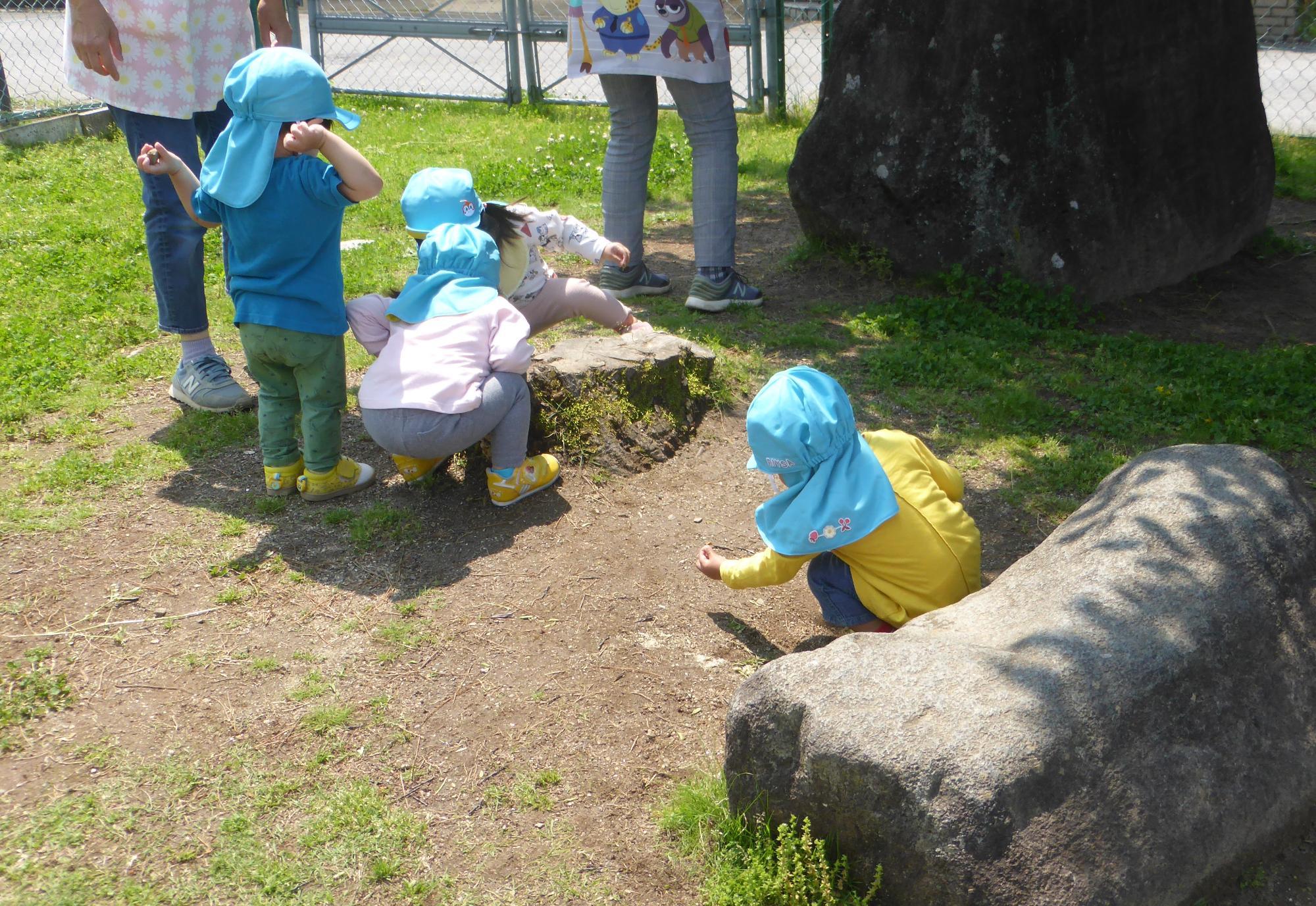 小さいクラスの子どもたちが、虫探しをしています。