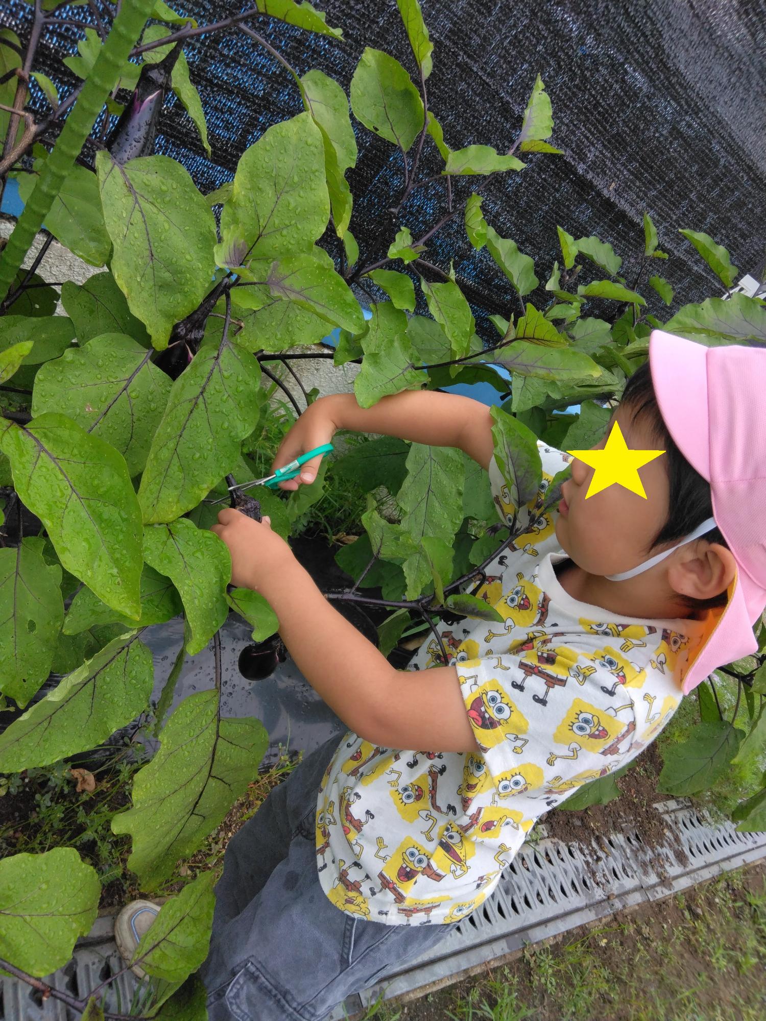 子どもがナスを収穫しています