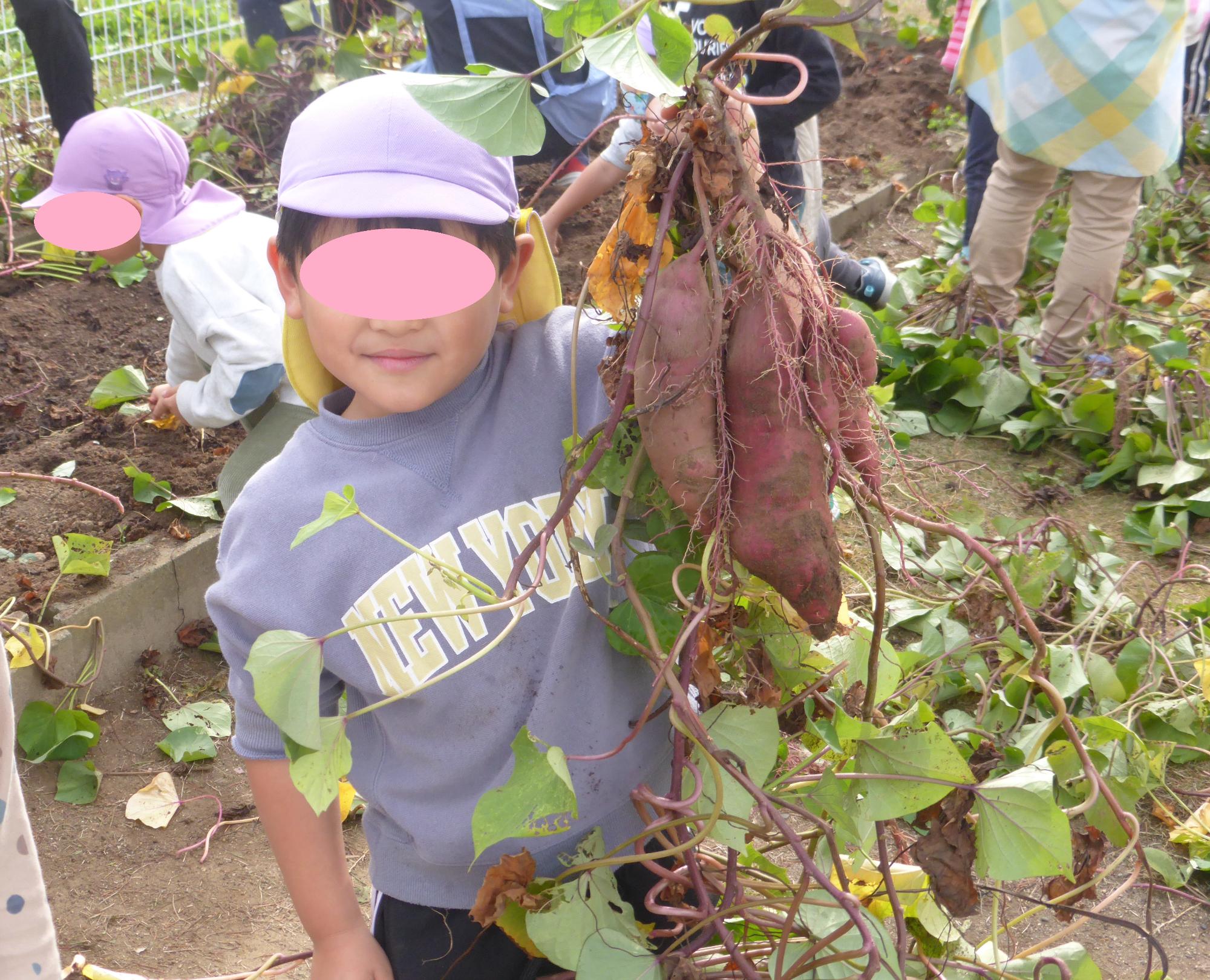 こんなに大きなさつまいも見つけたよ！と、子どもがさつまいもを手にもって、見せています。