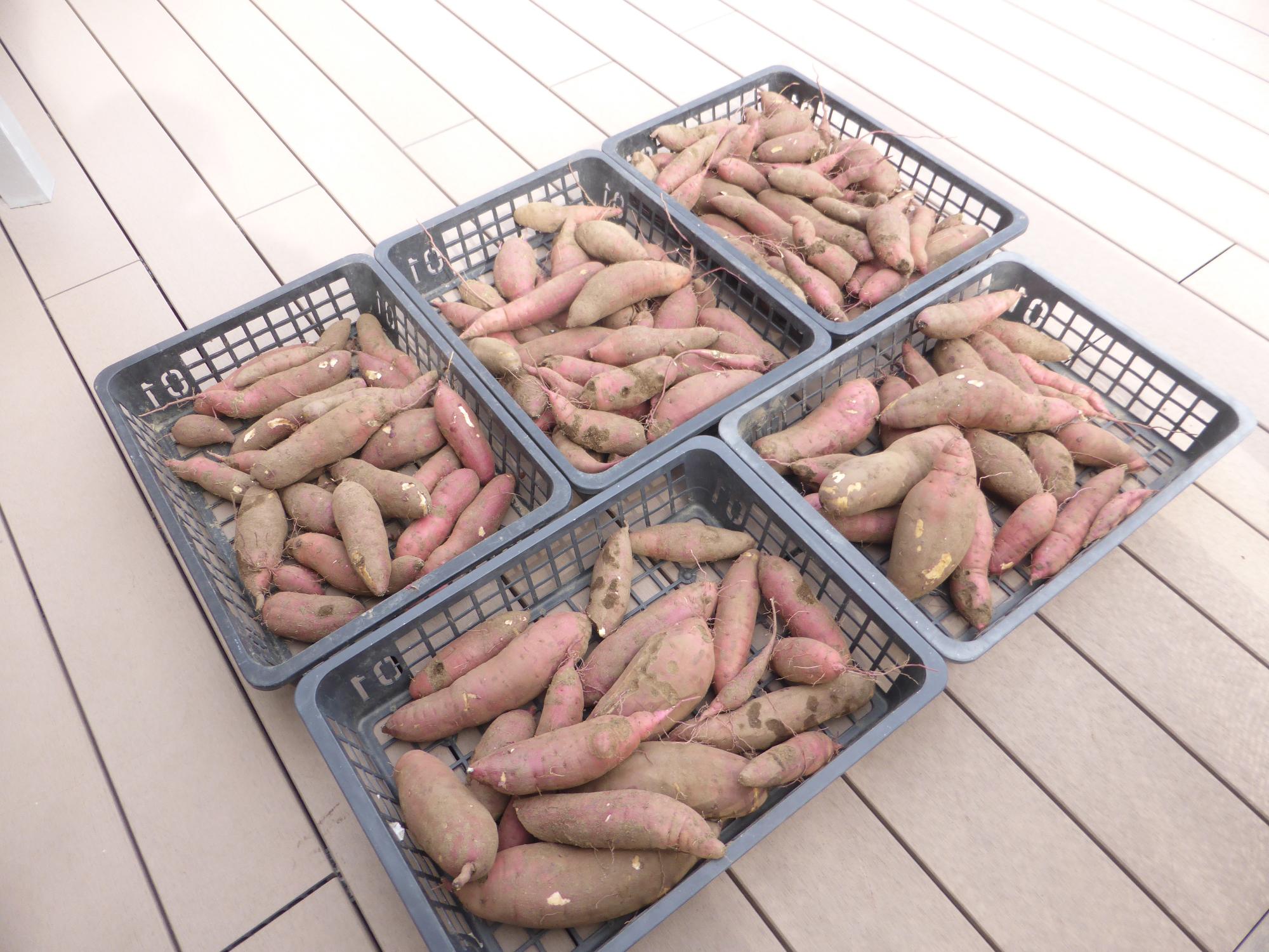 さつまいもがたくさん収穫できました。