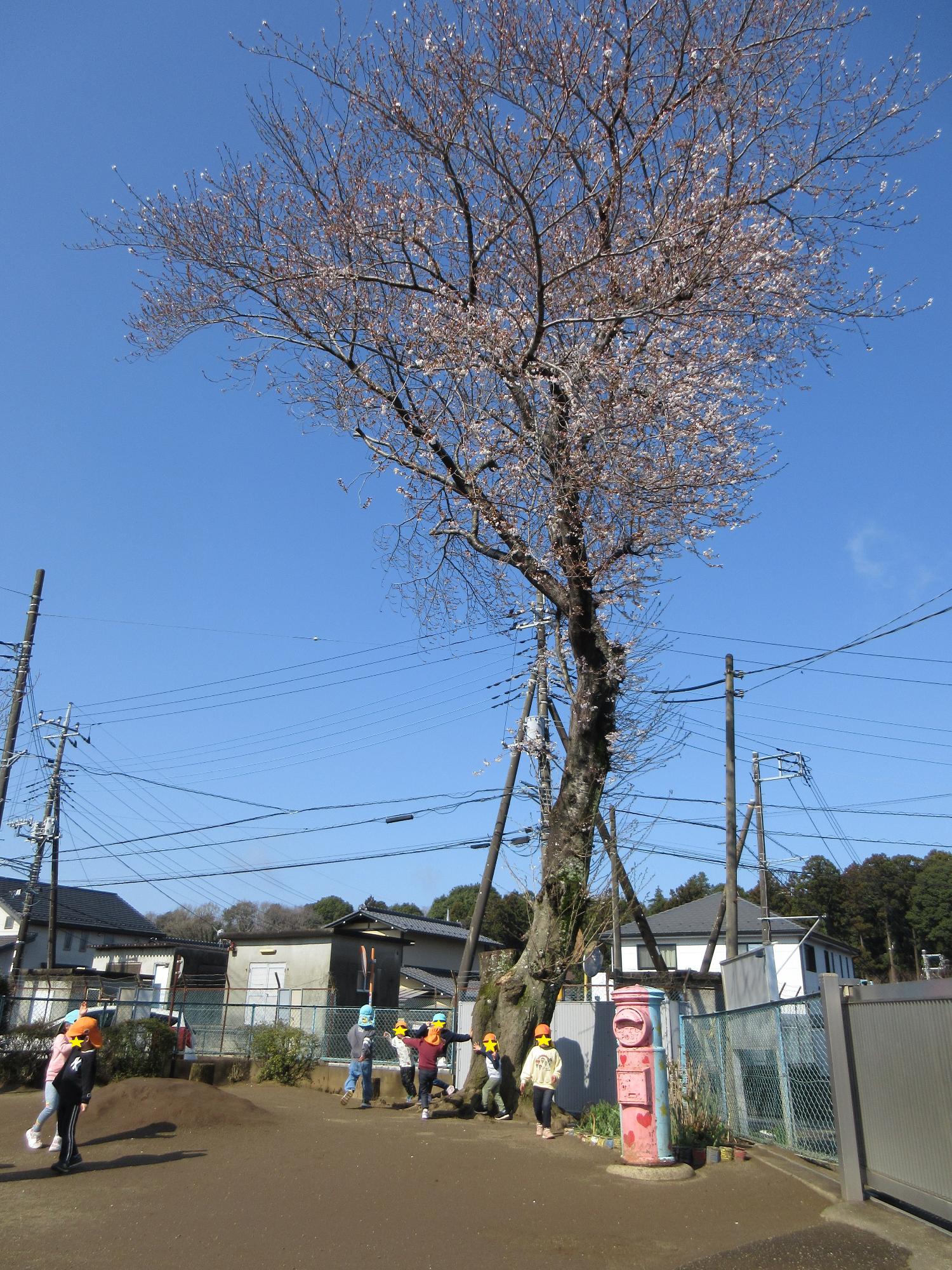 桜