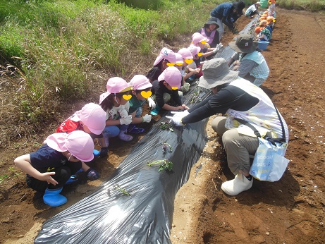 R7年5月野菜の苗植え2