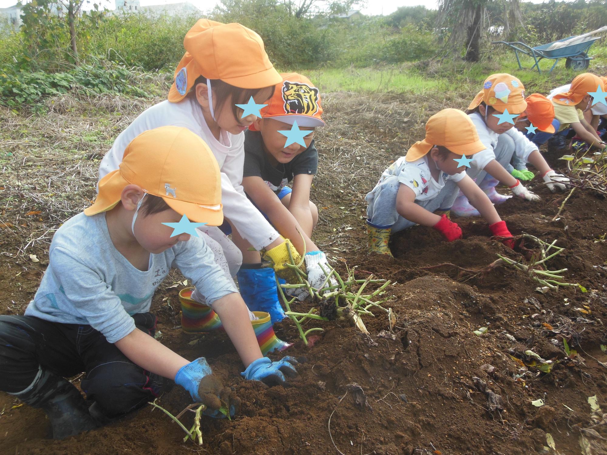 R710サツマイモ3