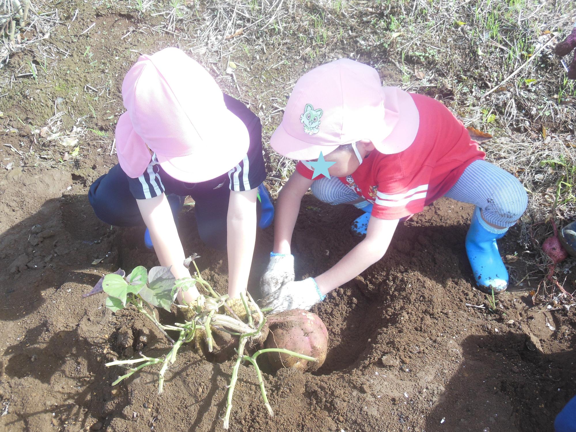 R710サツマイモ4