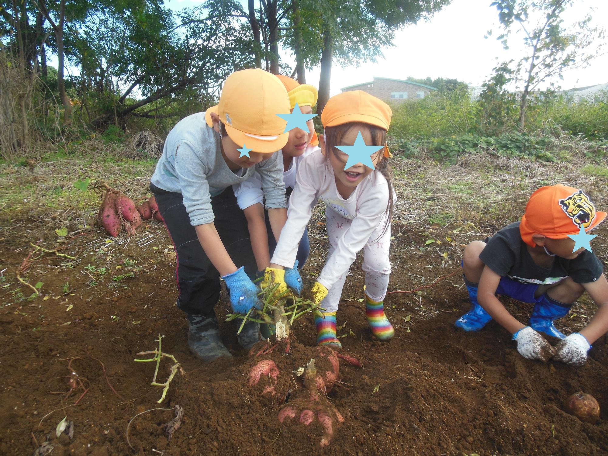 R710サツマイモ5