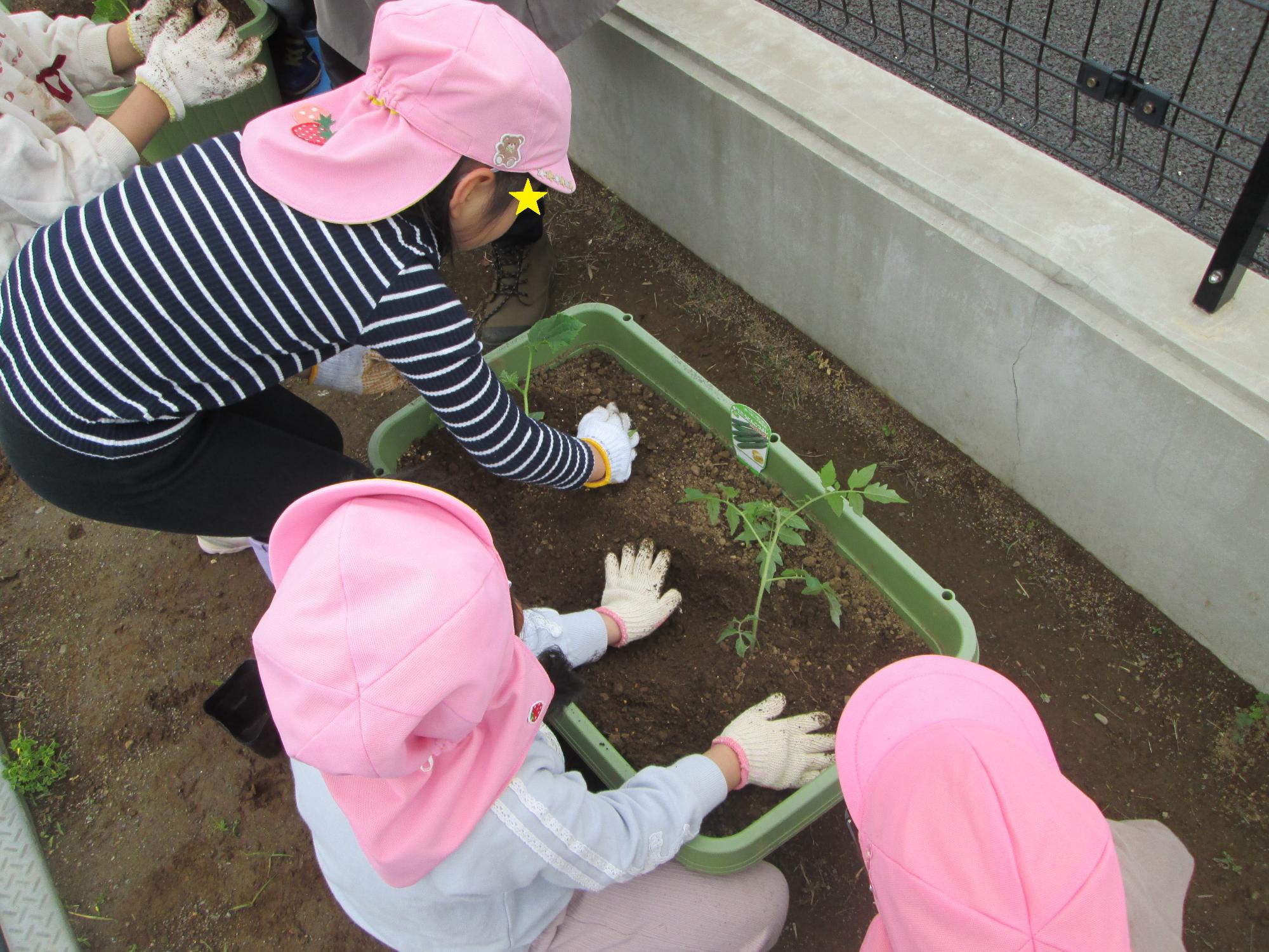 R805野菜3
