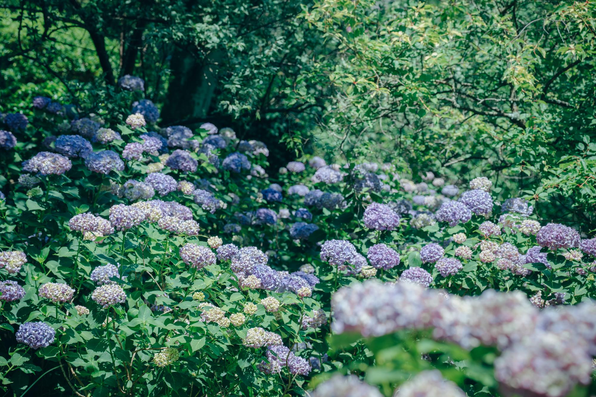 筑波山梅林の紫陽花