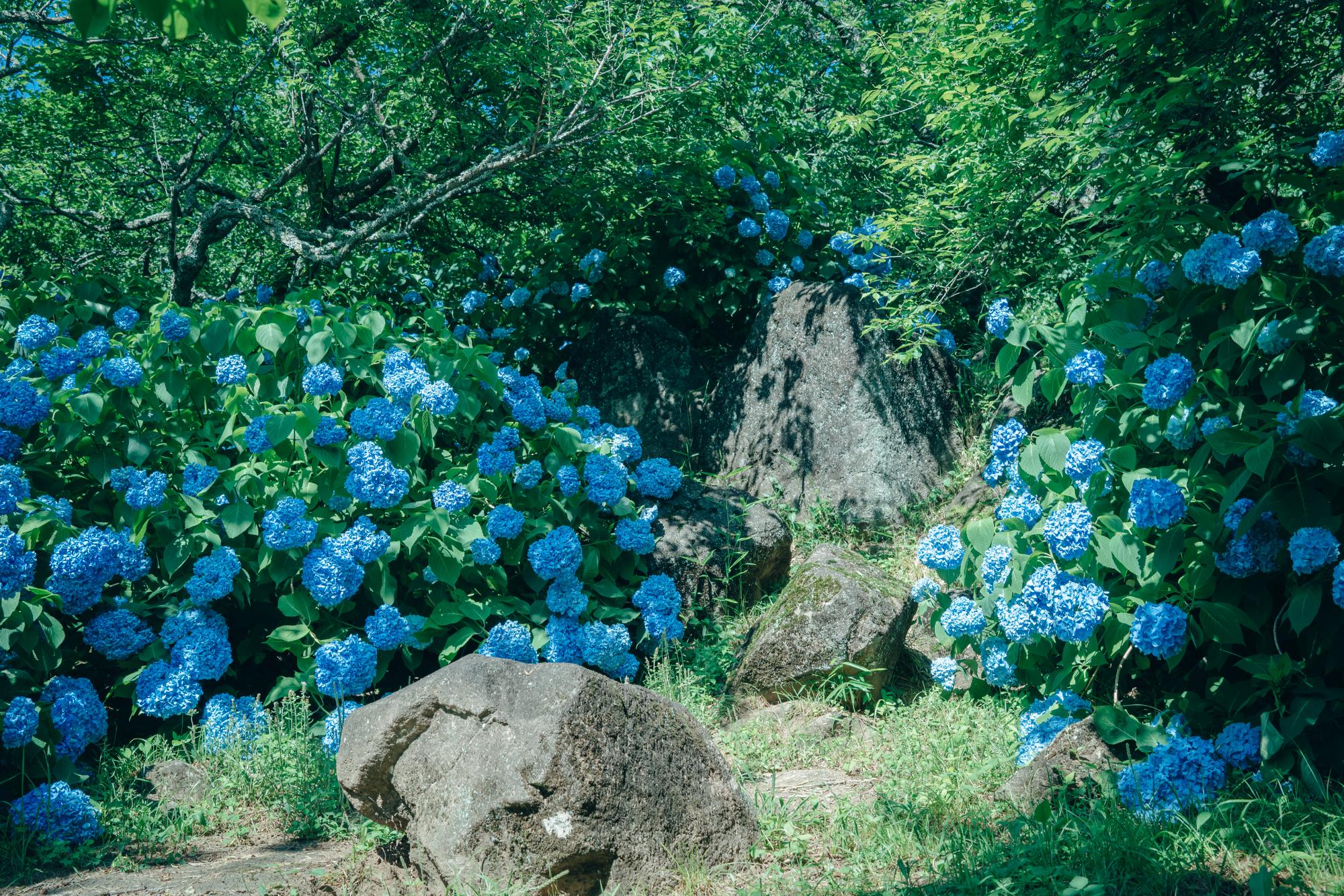 筑波石と紫陽花