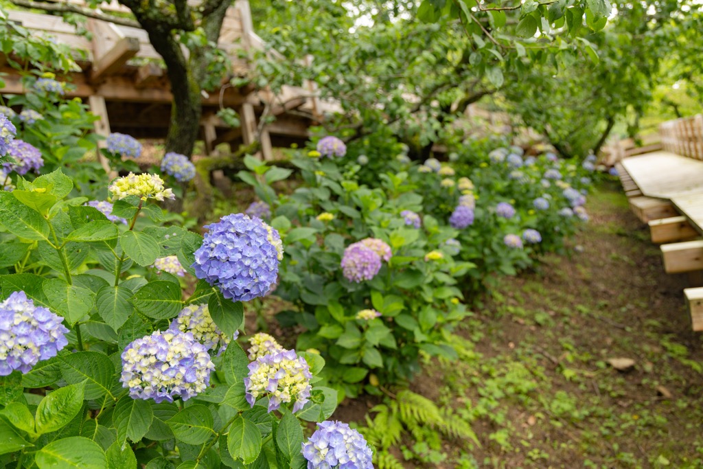 紫陽花（筑波山梅林・筑波山ケーブルカー沿線）