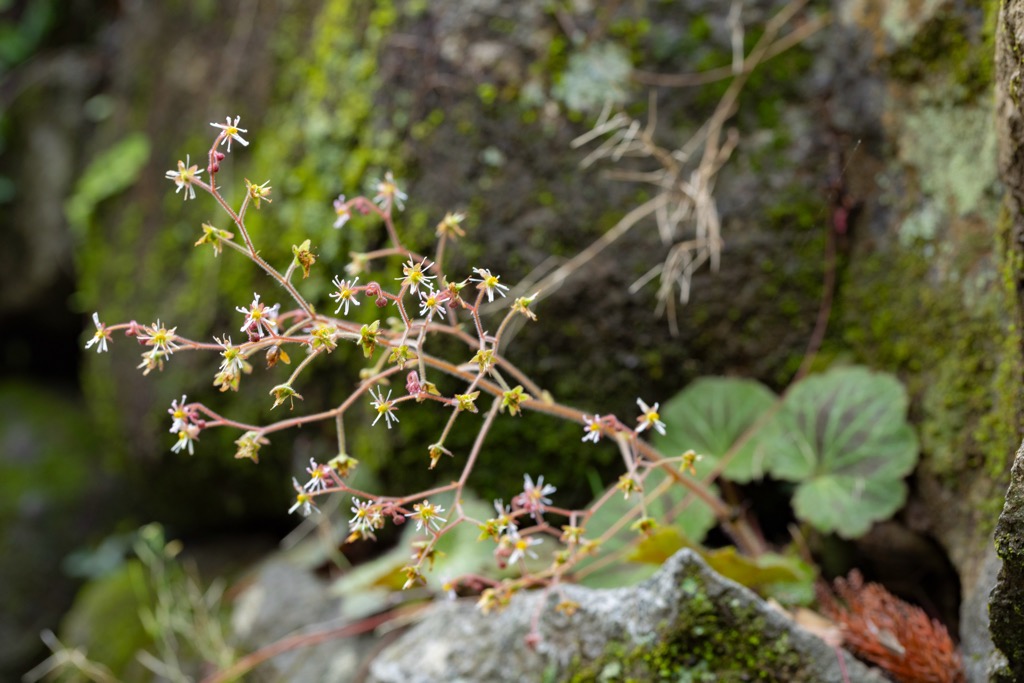 ホシザキユキノシタ（筑波山男体山・筑波山神社）