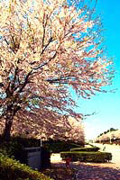 科学万博記念公園で咲き誇るソメイヨシノの写真