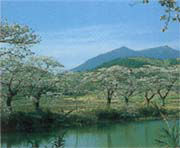 北条大池の桜まつりの季節大池の周囲に植えられた桜が見事に咲き誇る様子の写真