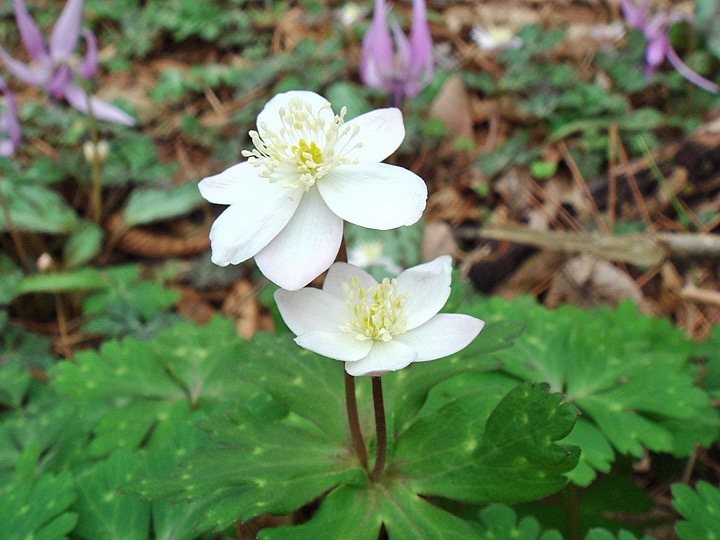 ニリンソウ（筑波山頂）