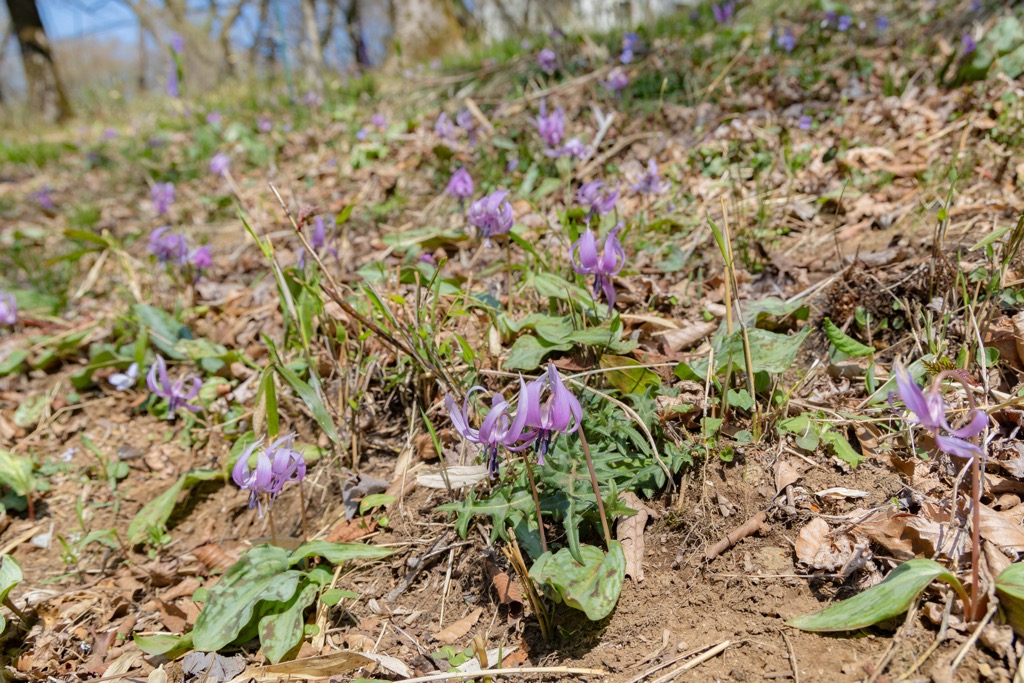 カタクリ（筑波山頂カタクリの里）