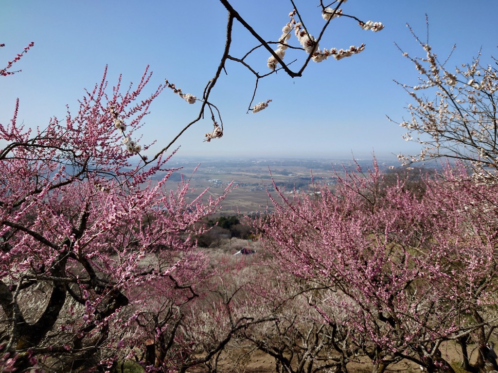 梅（筑波山梅林）