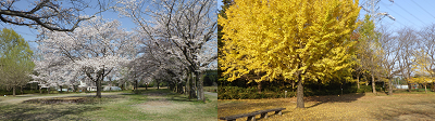 テントサイトの桜の季節と紅葉の季節の写真