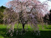芝生広場に薄ピンク色の花を満開に咲かせた大きな枝垂桜の木が立っている写真