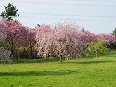 濃いピンク色の花を咲かせた桜並木の手前に薄ピンク色の花の1本の大きな枝垂桜の木の写真