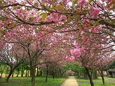 通路沿いに立ち並んでいる桜の木に満開に咲かせたピンク色の花をアップで撮影した写真
