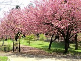 芝生広場と通路の境目に濃いピンク色の花を咲かせた桜の木が立ち並んでいる写真