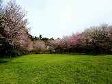芝生広場を薄ピンク色や濃いピンク色の花を咲かせた桜の木が囲んでいる写真