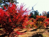 四季の森の広場に生えている木々が真っ赤に色づいている写真