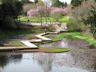 遊歩道が設置された池や芝生広場で満開の花を咲かせている桜の木の写真