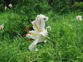 草むらの中に斑点のある白色の花びらが咲いている写真
