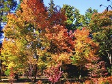 四季の森の木々の葉が黄色や朱色に色づいている写真