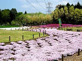 林の手前に濃いピンク色の芝桜が咲いている花壇、手前に向かって造られたなだらかな花壇に沿って薄ピンク色の芝桜の絨毯が広がっている写真