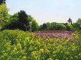 木々に囲まれた園の奥に東屋が設置され奥の花壇に濃いピンク色の花、手前に薄ピンク色の花と鮮やかな黄色の菜の花が咲いている写真