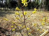 木々が立っている手前に立つ木の枝に小さな黄色の花が咲いている写真