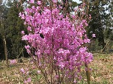 四季の森に立つ木の細い枝にピンク色の花が咲いている写真